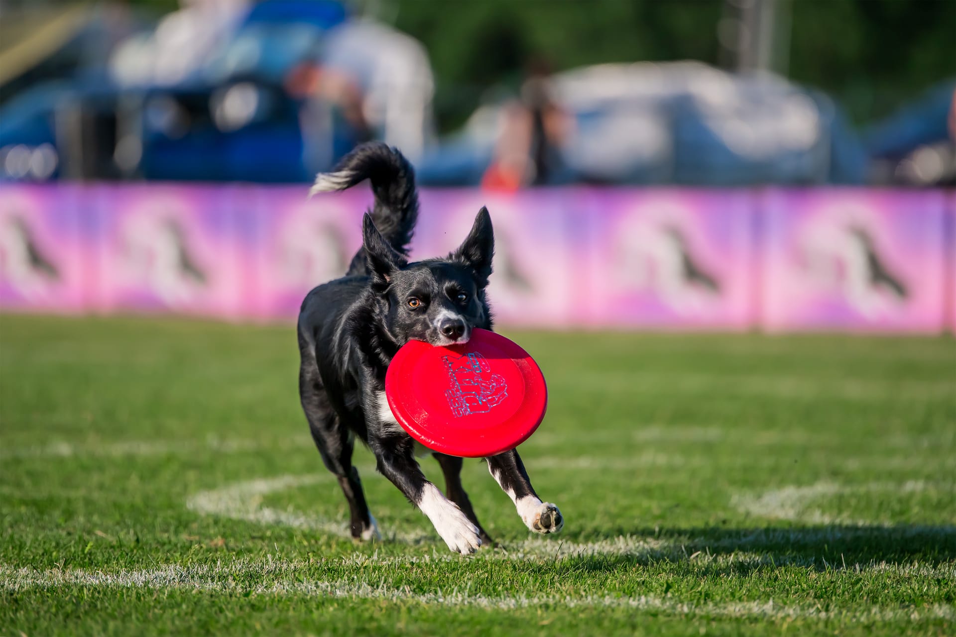 Trening Dogfrisbee w Jaworznie, na Śląsku