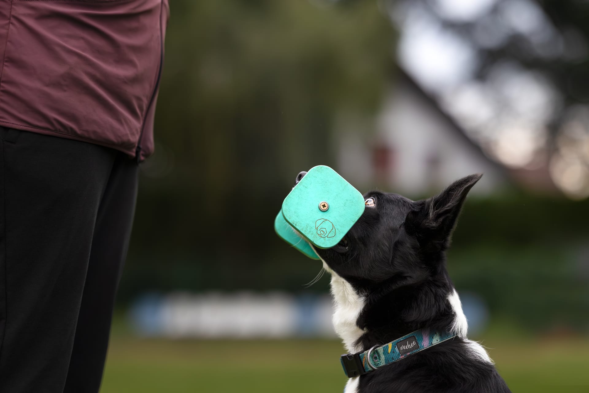 Trening Obedience w Jaworznie