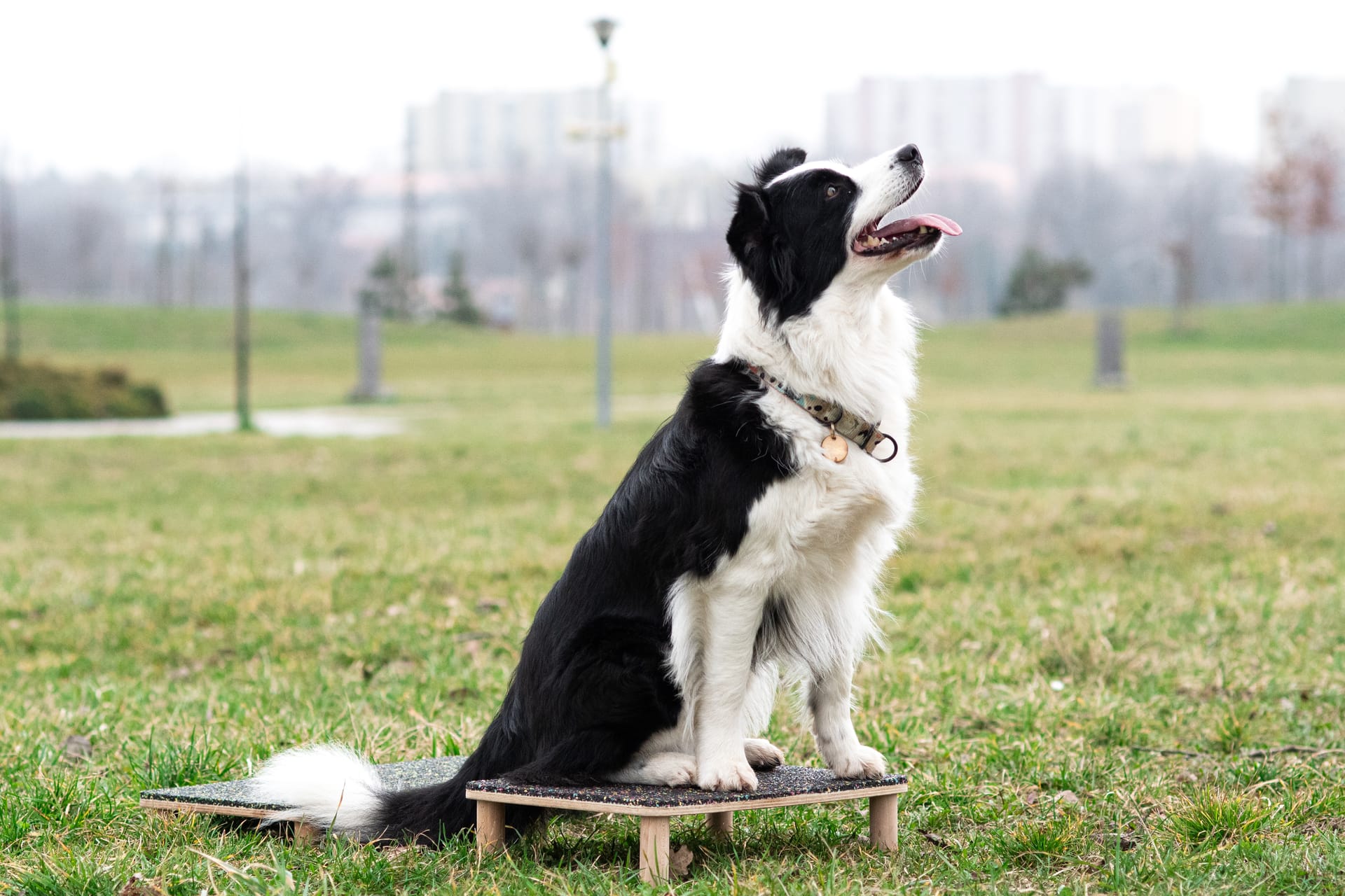 Trening DogFitness w Jaworznie